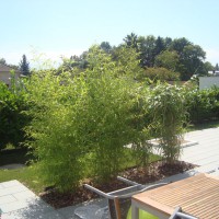 bambous en alsace  - Massif et plantation