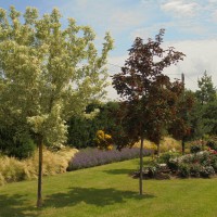  - Massif et plantation