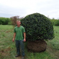  - Massif et plantation