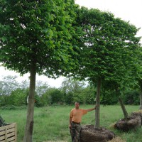  - Massif et plantation