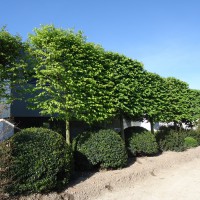  - Massif et plantation