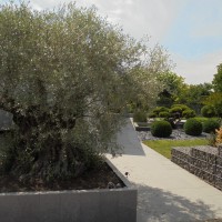  - Massif et plantation