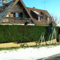 taille de haie 