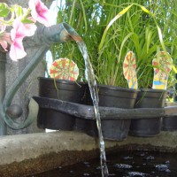 plantes aquatiques