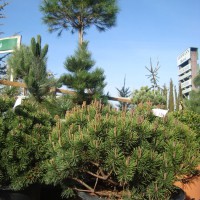 grands choix en plantes méditerranéennes