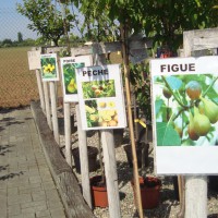 petits fruits: framboisiers, groseillers, kiwi, ...